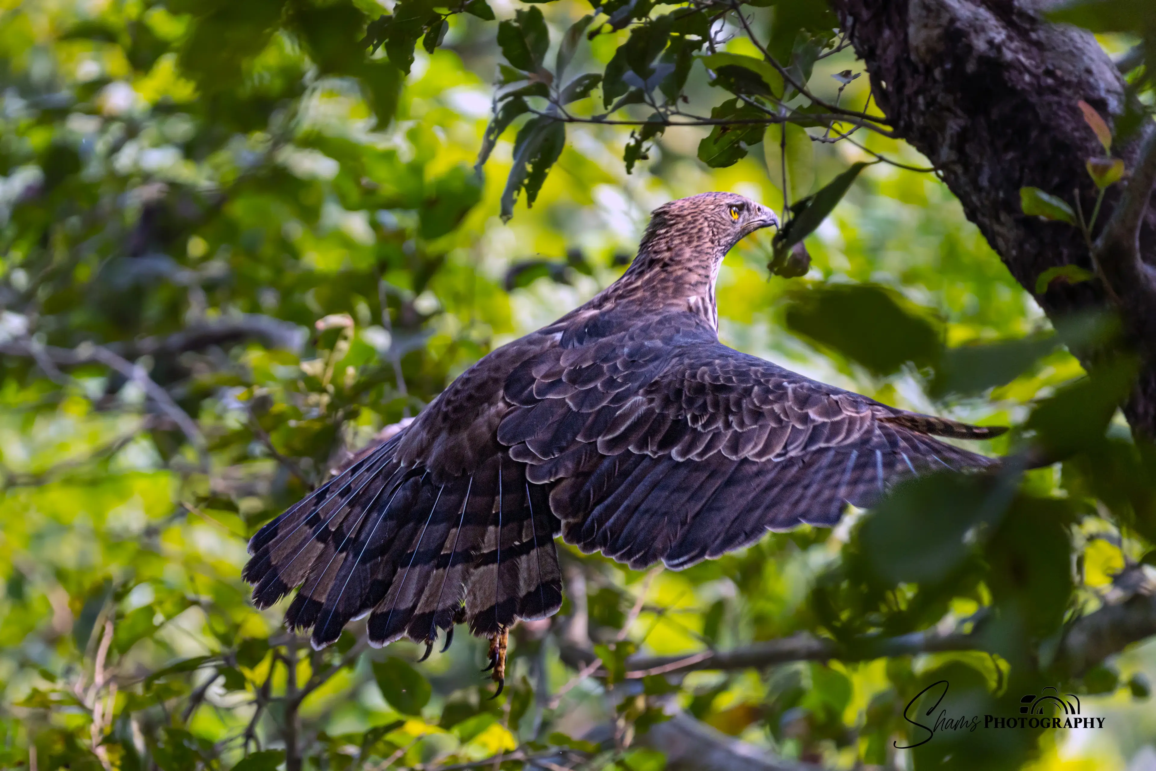 Crested Hawk Eagle