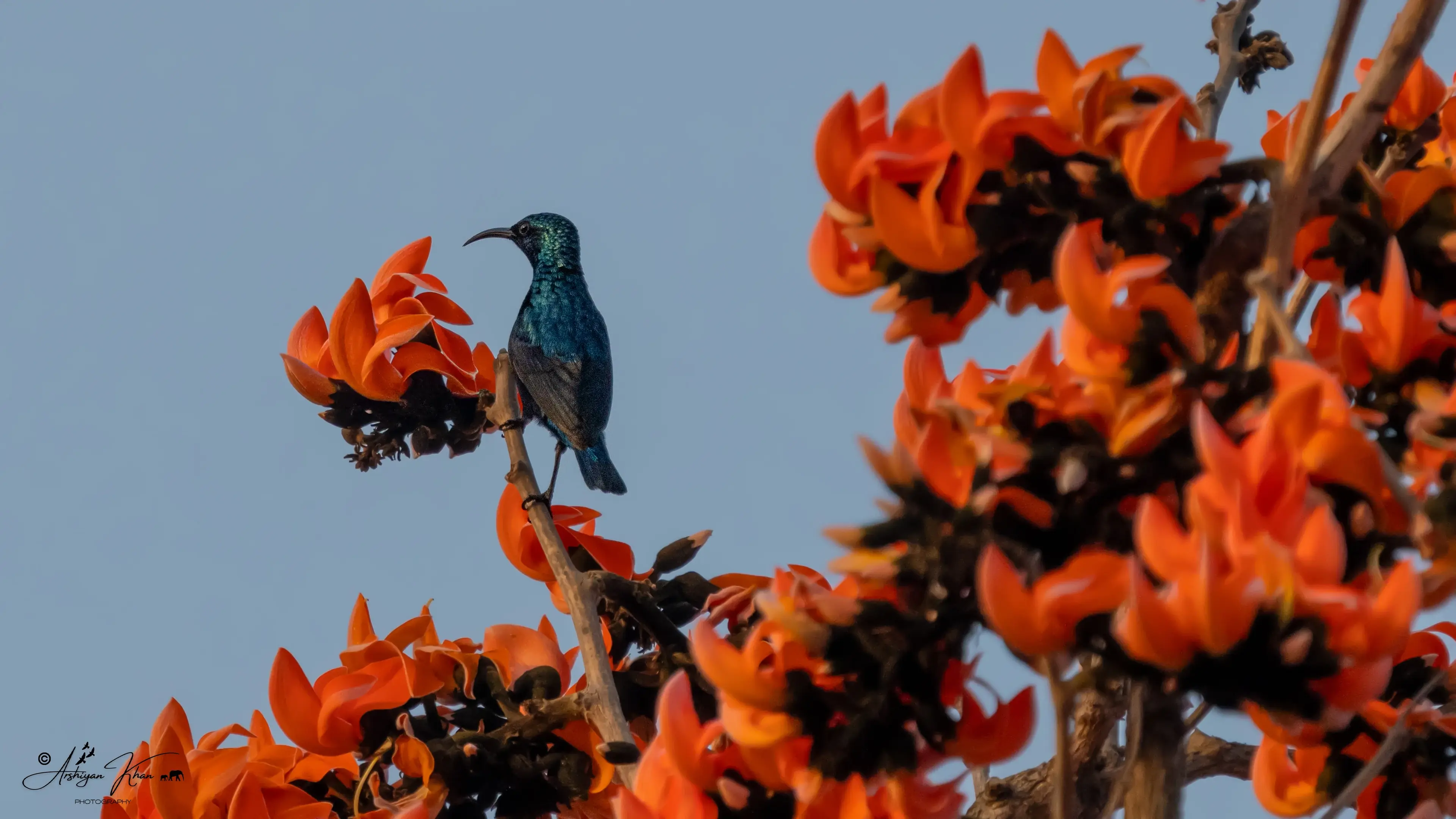 Purple Sunbird