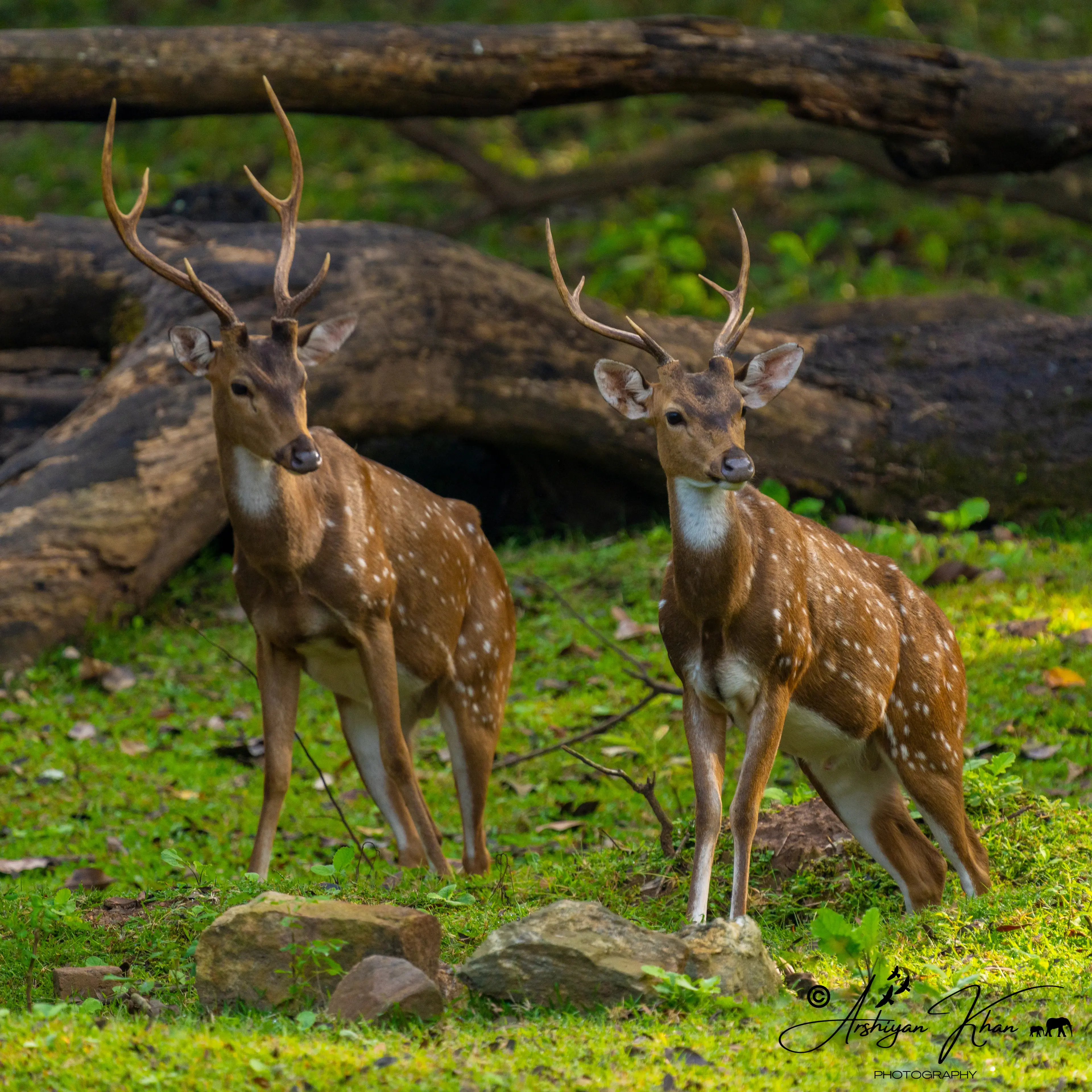 Spotted Deer