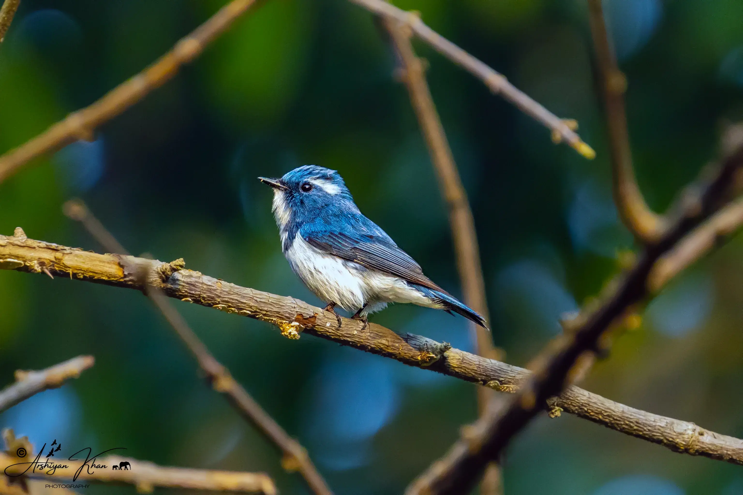 Ultramarine flycatcher
