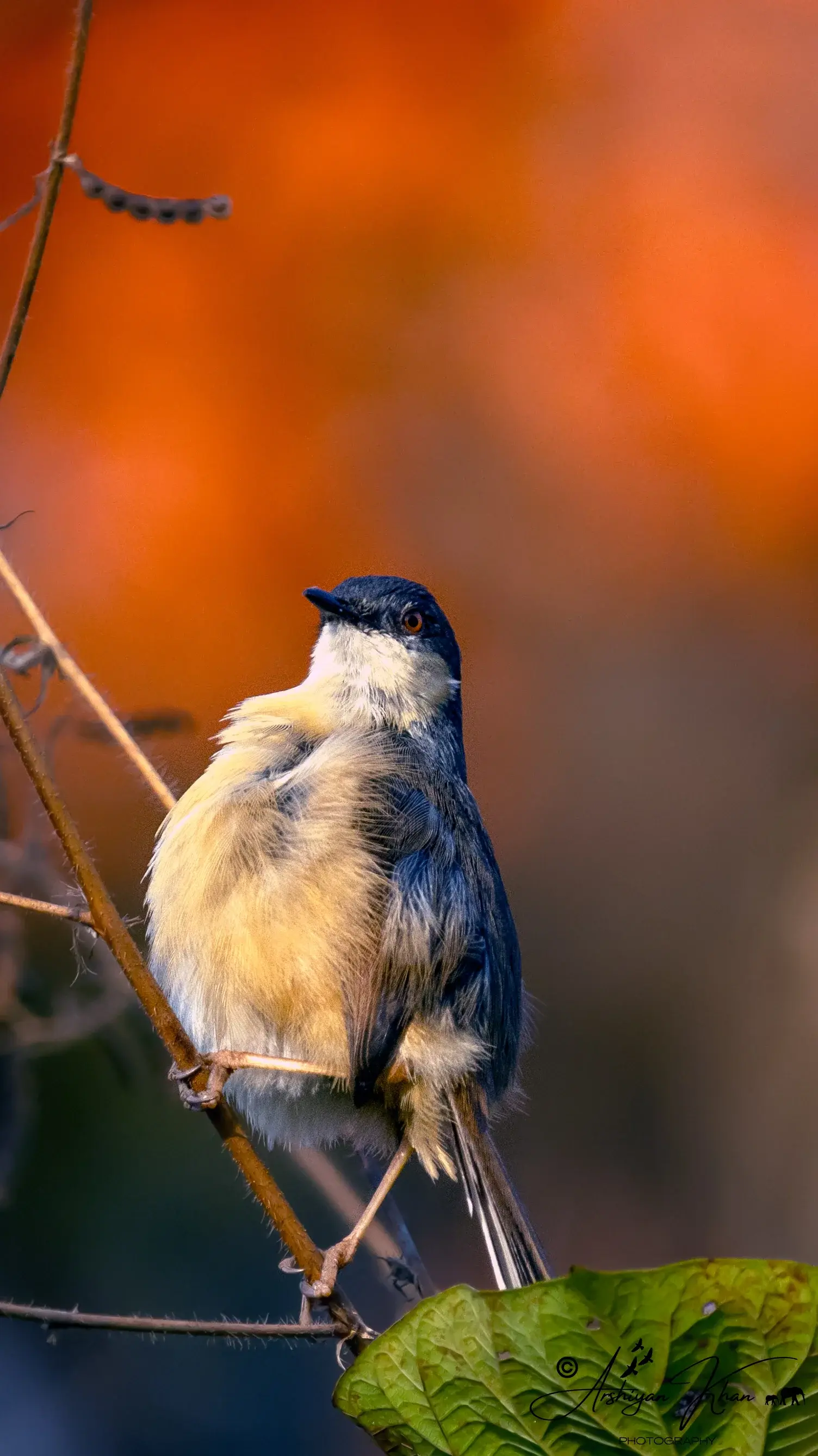 Ashy Prinia