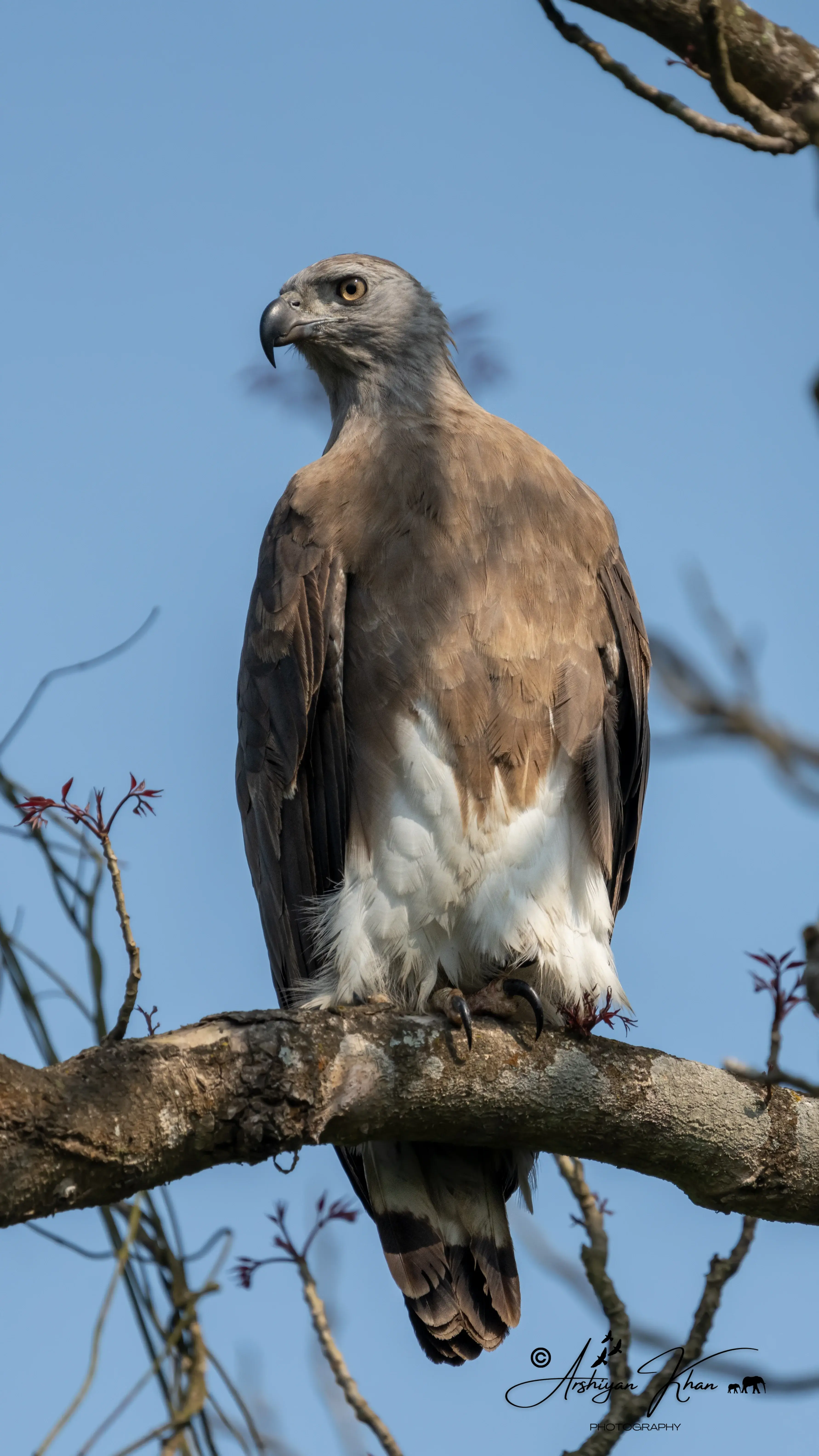 Gray-Headed Fish Eagle