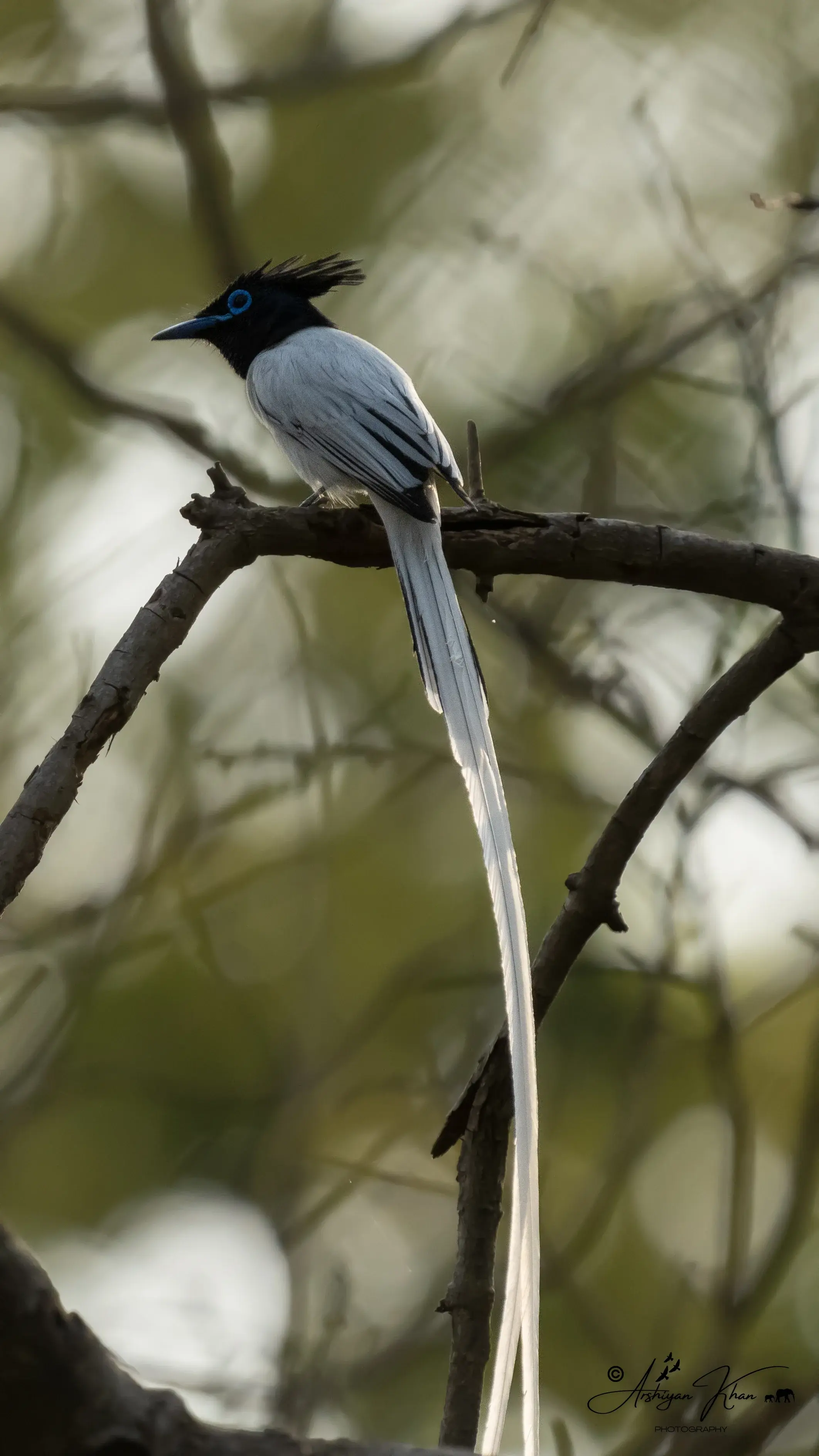 Indian Paradise-flycatcher