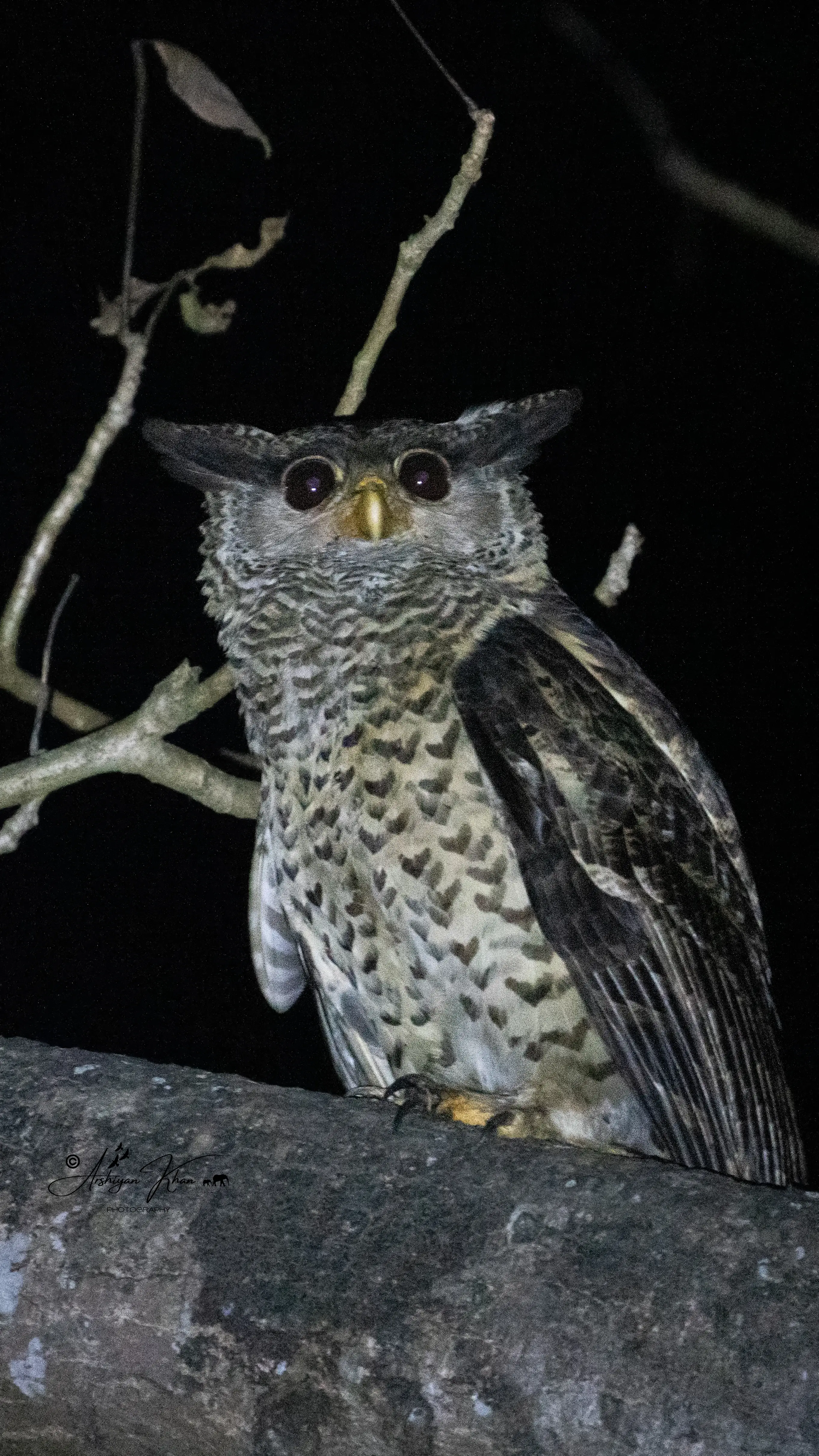 Spot-Bellied Eagle Owl