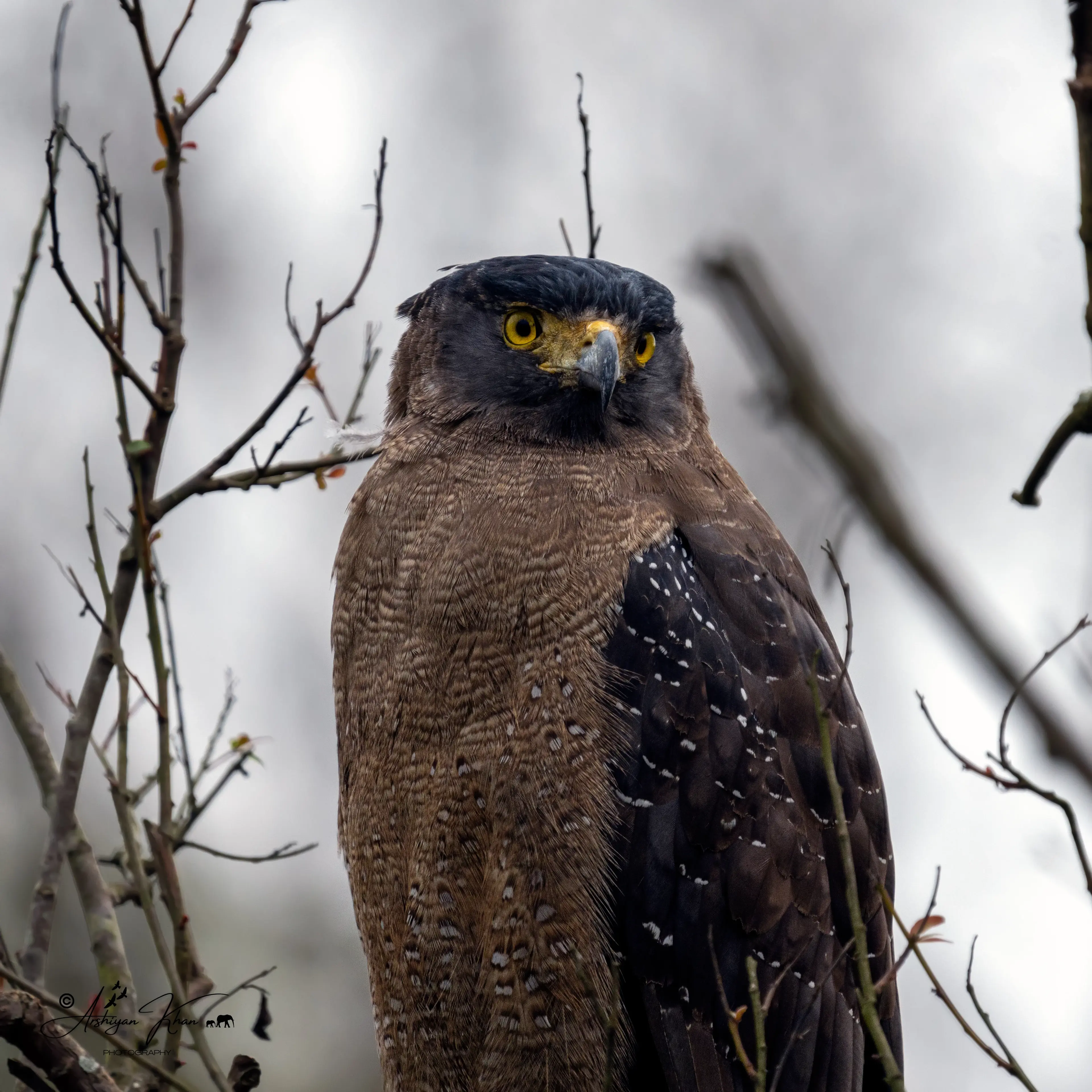 Crested Serpent Eagle