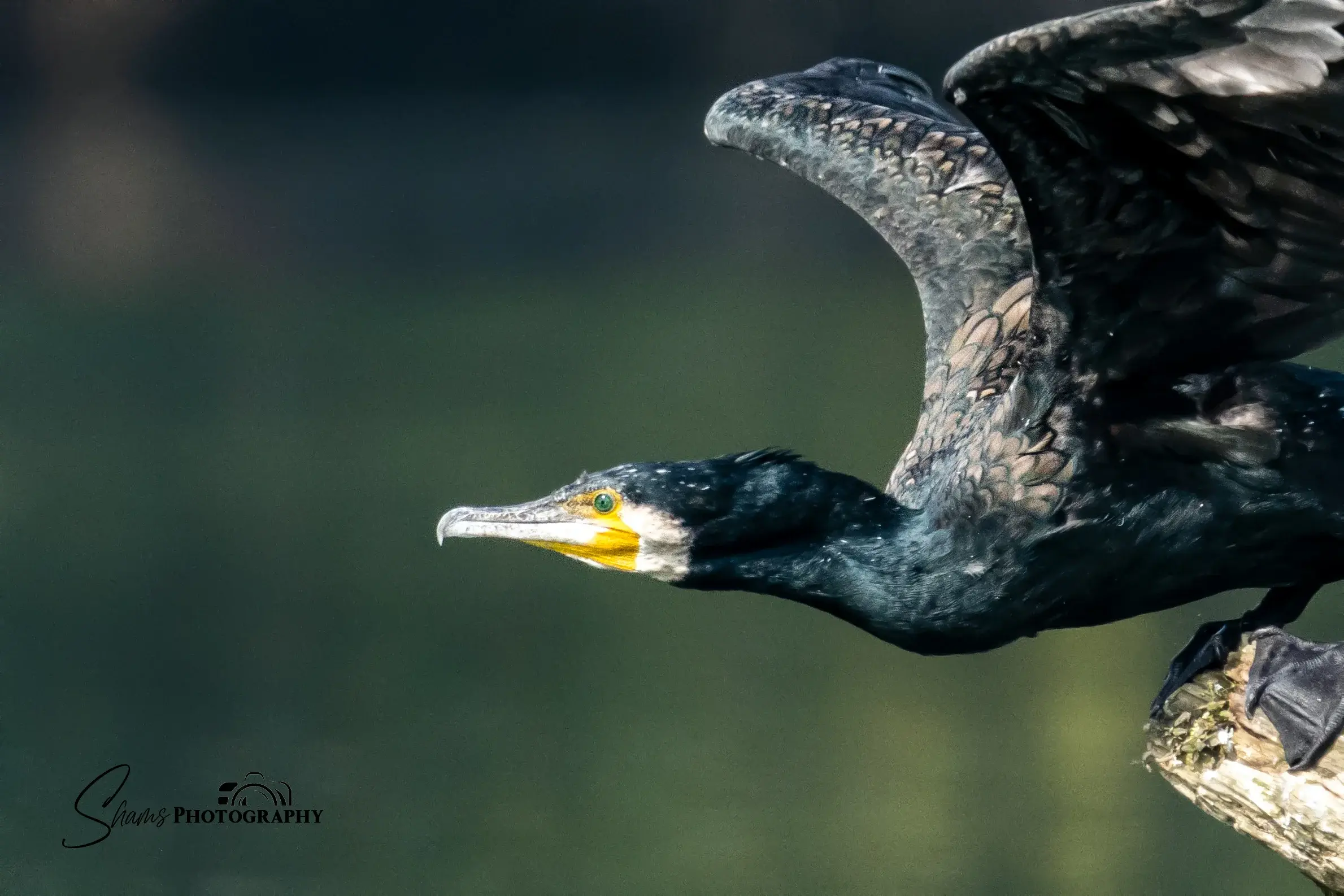 Great cormorant